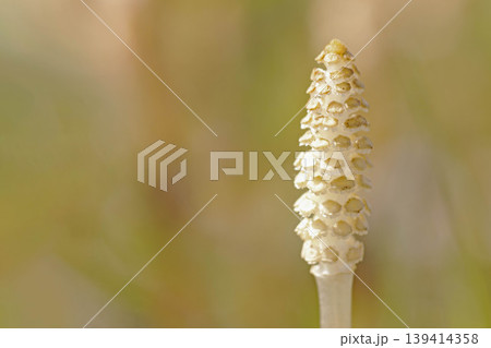 家の周りの草花 四季の色々 公園の芝生にスギナの胞子茎 可愛い小さなつくしが顔を出しました 家の周りの草花 四季の色々 公園の芝生にスギナの胞子茎 可愛い小さなつくしが顔を出しました 139414358