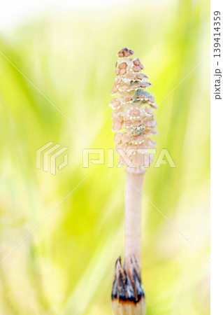 家の周りの草花 四季の色々 公園の芝生にスギナの胞子茎 可愛い小さなつくしが顔を出しました 家の周りの草花 四季の色々 公園の芝生にスギナの胞子茎 可愛い小さなつくしが顔を出しました 139414359