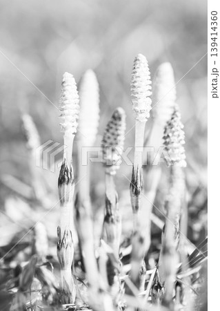 家の周りの草花 四季の色々 公園の芝生にスギナの胞子茎 可愛い小さなつくしが顔を出しました 家の周りの草花 四季の色々 公園の芝生にスギナの胞子茎 可愛い小さなつくしが顔を出しました 139414360