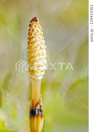 家の周りの草花 四季の色々 公園の芝生にスギナの胞子茎 可愛い小さなつくしが顔を出しました 家の周りの草花 四季の色々 公園の芝生にスギナの胞子茎 可愛い小さなつくしが顔を出しました 139414361
