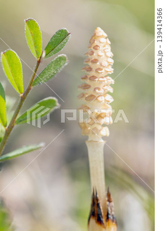 家の周りの草花 四季の色々 公園の芝生にスギナの胞子茎 可愛い小さなつくしが顔を出しました 家の周りの草花 四季の色々 公園の芝生にスギナの胞子茎 可愛い小さなつくしが顔を出しました 139414366