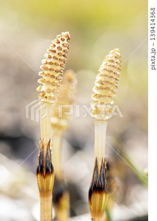 家の周りの草花 四季の色々 公園の芝生にスギナの胞子茎 可愛い小さなつくしが顔を出しました 家の周りの草花 四季の色々 公園の芝生にスギナの胞子茎 可愛い小さなつくしが顔を出しました 139414368