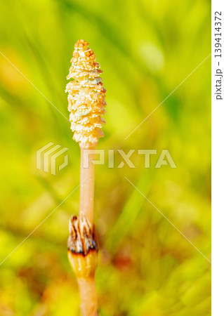家の周りの草花　四季の色々　公園の芝生にスギナの胞子茎　可愛い小さなつくしが顔を出しました 139414372