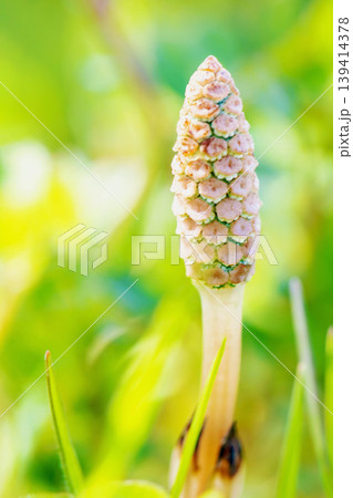 家の周りの草花 四季の色々 公園の芝生にスギナの胞子茎 可愛い小さなつくしが顔を出しました 家の周りの草花 四季の色々 公園の芝生にスギナの胞子茎 可愛い小さなつくしが顔を出しました 139414378