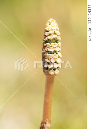 家の周りの草花 四季の色々 公園の芝生にスギナの胞子茎 可愛い小さなつくしが顔を出しました 家の周りの草花 四季の色々 公園の芝生にスギナの胞子茎 可愛い小さなつくしが顔を出しました 139414385