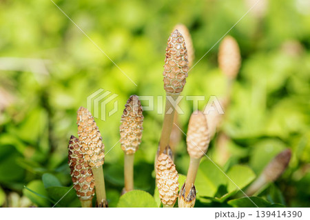 家の周りの草花　四季の色々　公園の芝生にスギナの胞子茎　可愛い小さなつくしが顔を出しました 139414390