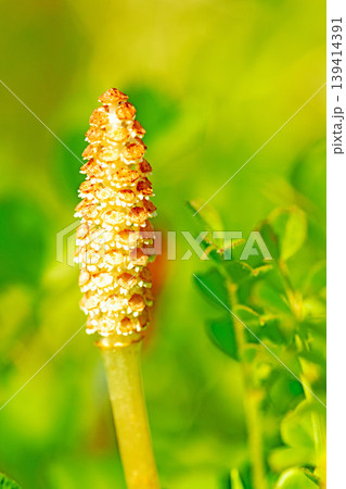 家の周りの草花 四季の色々 公園の芝生にスギナの胞子茎 可愛い小さなつくしが顔を出しました 家の周りの草花 四季の色々 公園の芝生にスギナの胞子茎 可愛い小さなつくしが顔を出しました 139414391