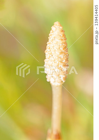 家の周りの草花 四季の色々 公園の芝生にスギナの胞子茎 可愛い小さなつくしが顔を出しました 家の周りの草花 四季の色々 公園の芝生にスギナの胞子茎 可愛い小さなつくしが顔を出しました 139414405