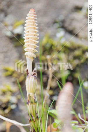 家の周りの草花　四季の色々　公園の芝生にスギナの胞子茎　可愛い小さなつくしが顔を出しました 139414409