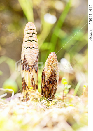 家の周りの草花　四季の色々　公園の芝生にスギナの胞子茎　可愛い小さなつくしが顔を出しました 139414410