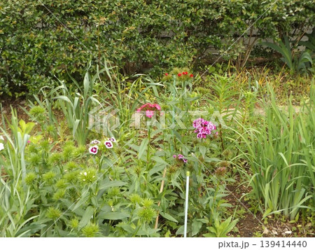 撫子の可愛い桃色の花 139414440