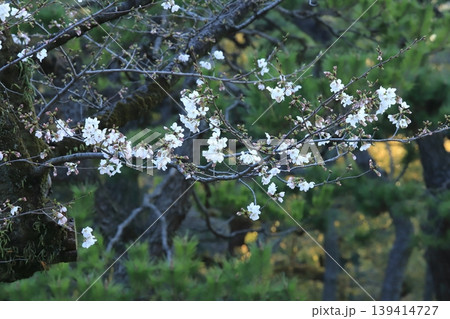 東京都心の桜開花 東京都心の桜開花 139414727