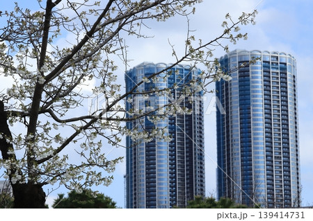 東京都心の桜開花 東京都心の桜開花 139414731