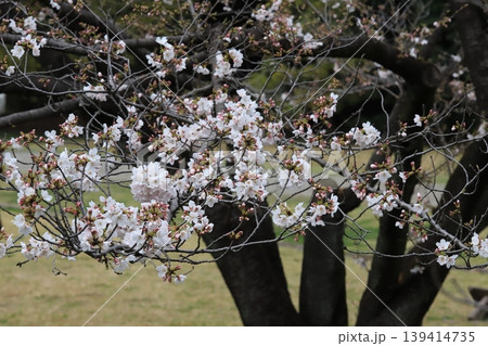 東京都心の桜開花 東京都心の桜開花 139414735