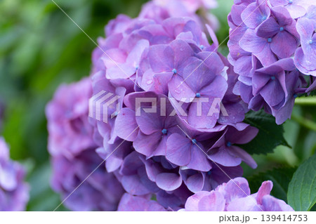 夏の静寂を彩る深紫の紫陽花（あじさい） 139414753