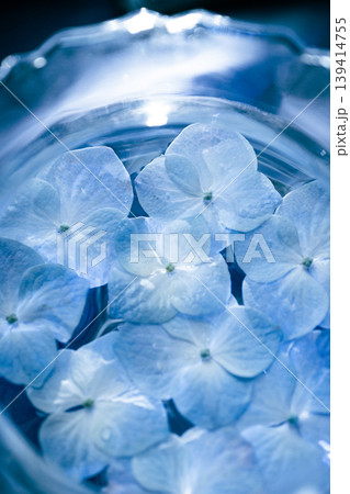 青い紫陽花が彩る、夏の静かなひととき 139414755