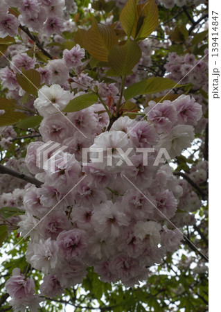 Pink cherry blossom flowers in full bloom as vertical background Pink cherry blossom flowers in full bloom as vertical background 139414847