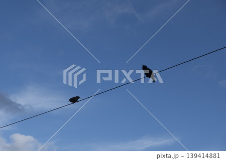 Two starling silhouettes perched on wire against blue sky Two starling silhouettes perched on wire against blue sky 139414881
