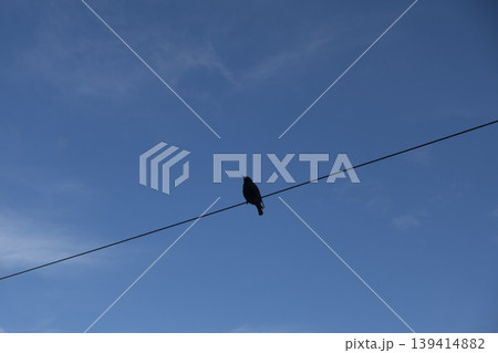 Silhouette of a starling singing on a wire against the sky 139414882