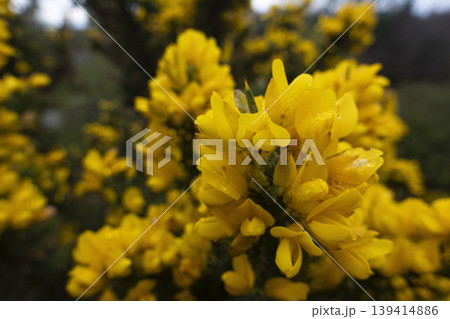 Bright yellow gorse flowers growing in wild 139414886