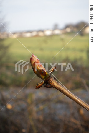 Horse chestnut bud with glossy sticky surface 139414961