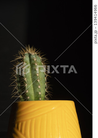 Cactus with sharp spines in yellow pot on dark background Cactus with sharp spines in yellow pot on dark background 139414966