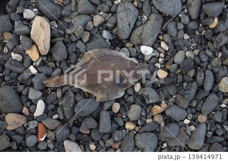 Dead flatfish on rocky beach 139414971