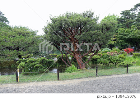 春の兼六園 139415076
