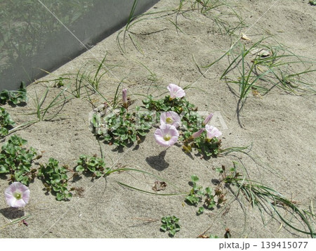 稲毛海岸の浜ヒルガオの桃色の花 139415077