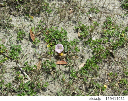 咲き始めたハマヒルガオの桃色の花 咲き始めたハマヒルガオの桃色の花 139415081