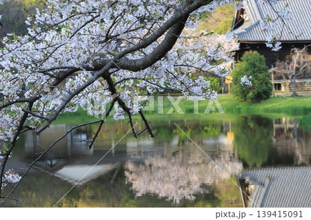 金沢文庫称名寺庭園の桜 139415091