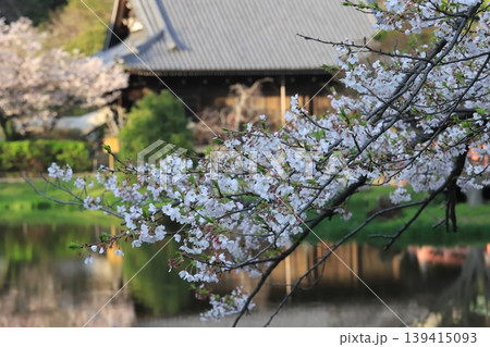金沢文庫称名寺庭園の桜 金沢文庫称名寺庭園の桜 139415093