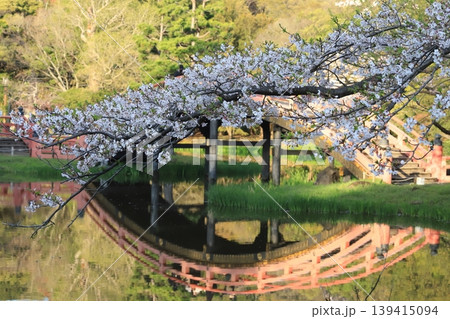 金沢文庫称名寺庭園の桜 金沢文庫称名寺庭園の桜 139415094