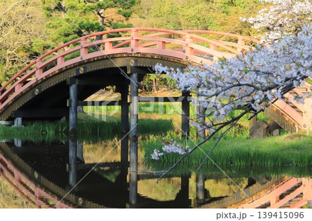 金沢文庫称名寺庭園の桜 金沢文庫称名寺庭園の桜 139415096