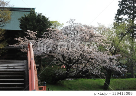 金沢文庫称名寺庭園の桜 金沢文庫称名寺庭園の桜 139415099