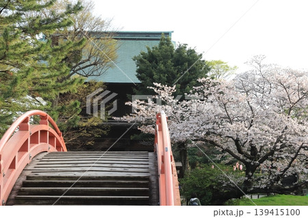 金沢文庫称名寺庭園の桜 金沢文庫称名寺庭園の桜 139415100
