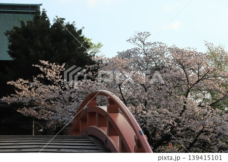 金沢文庫称名寺庭園の桜 金沢文庫称名寺庭園の桜 139415101