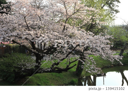 金沢文庫称名寺庭園の桜 金沢文庫称名寺庭園の桜 139415102