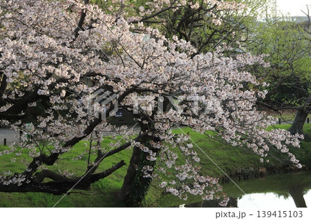 金沢文庫称名寺庭園の桜 金沢文庫称名寺庭園の桜 139415103