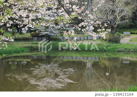 金沢文庫称名寺庭園の桜 金沢文庫称名寺庭園の桜 139415104