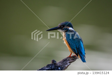 Common kingfisher (Alcedo atthis)A small bird with beautiful colors and a long pointed bill. The personality is rather cautious. Found in rivers, streams, lakes, swamps, or other fresh and brackish 139415124