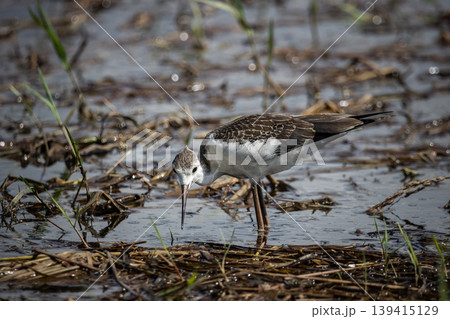 Black-winged Stilt As a child, he was looking for food in the swamp. Black-winged Stilt As a child, he was looking for food in the swamp. 139415129