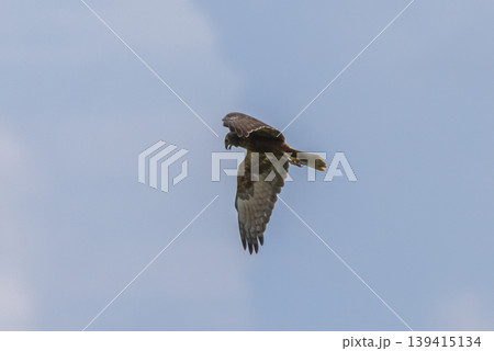 Eastern Marsh Harrier (Circus spilonotus (Kaup, 1847) It is a type of bird of prey. In the family of hawks and eagles (Accipitridae) found distributed in East Asia, from China, Korea, Japan to Eastern Marsh Harrier (Circus spilonotus (Kaup, 1847) It is a type of bird of prey. In the family of hawks and eagles (Accipitridae) found distributed in East Asia, from China, Korea, Japan to 139415134