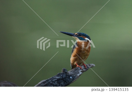 Common kingfisher (Alcedo atthis)A small bird with beautiful colors and a long pointed bill. The personality is rather cautious. Found in rivers, streams, lakes, swamps, or other fresh and brackish 139415135