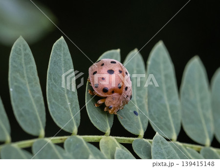 Ladybug It is a macro photo shoot. 139415148