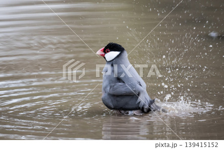 Java Sparrow (Lonchura oryzivora) standing in shallow water. 139415152