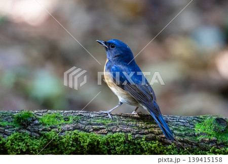 Chinese blue flycatcher (Cyornis glaucicomans) It is another bird with beautiful colors. Chinese blue flycatcher (Cyornis glaucicomans) It is another bird with beautiful colors. 139415158
