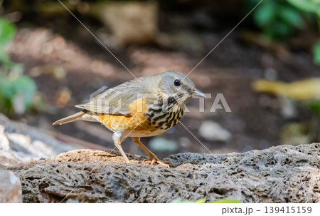 Grey-backed thrush It is a migratory bird escaping the cold weather and wandering into Thailand. Grey-backed thrush It is a migratory bird escaping the cold weather and wandering into Thailand. 139415159