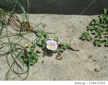 咲き始めたハマヒルガオの桃色の花 139415303