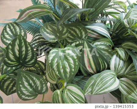 観葉植物の造花 観葉植物の造花 139415353